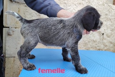 Les chiots de Chien d'arrêt allemand à poil dur