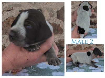Les chiots de Chien d'arrêt allemand à poil dur