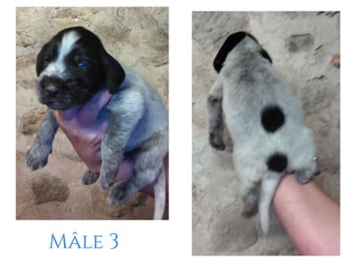 Les chiots de Chien d'arrêt allemand à poil dur