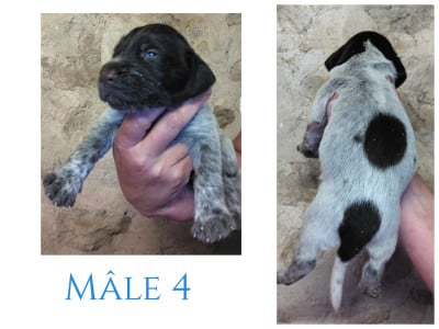 Les chiots de Chien d'arrêt allemand à poil dur