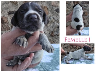 Les chiots de Chien d'arrêt allemand à poil dur