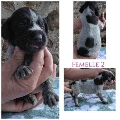 Les chiots de Chien d'arrêt allemand à poil dur