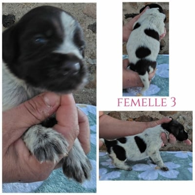 Les chiots de Chien d'arrêt allemand à poil dur