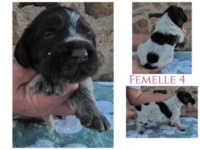 Les chiots de Chien d'arrêt allemand à poil dur