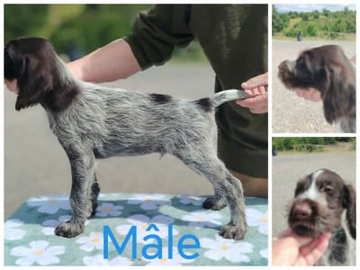 Les chiots de Chien d'arrêt allemand à poil dur
