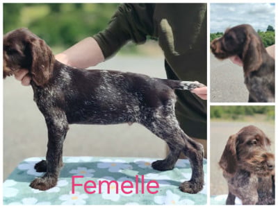 Les chiots de Chien d'arrêt allemand à poil dur