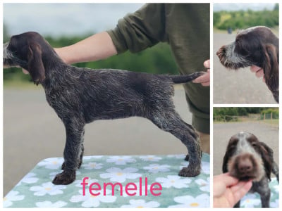 Les chiots de Chien d'arrêt allemand à poil dur
