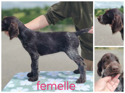 Les chiots de Chien d'arrêt allemand à poil dur