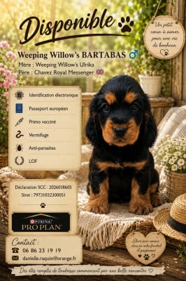 Les chiots de Cocker Spaniel Anglais