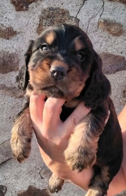 Chiot N°2 - Cocker Spaniel Anglais