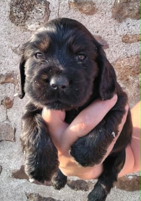 Chiot N°3 - Cocker Spaniel Anglais
