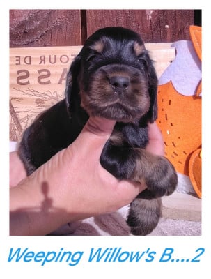 Les chiots de Cocker Spaniel Anglais