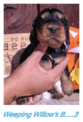 Les chiots de Cocker Spaniel Anglais