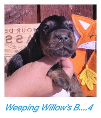 Les chiots de Cocker Spaniel Anglais