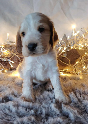 Les chiots de Cocker Spaniel Anglais
