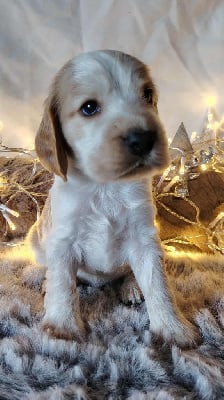 Les chiots de Cocker Spaniel Anglais