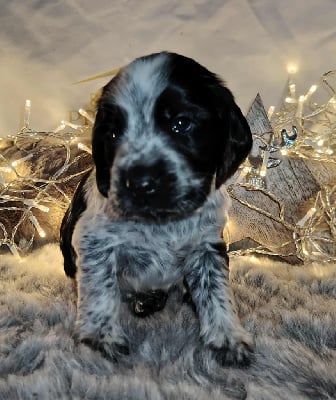 Les chiots de Cocker Spaniel Anglais
