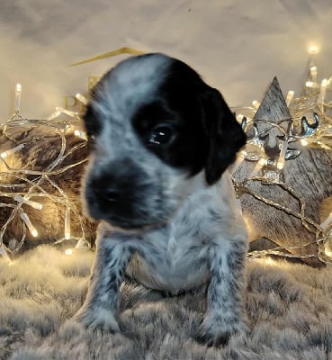 Les chiots de Cocker Spaniel Anglais