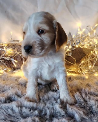 Les chiots de Cocker Spaniel Anglais