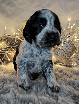 Les chiots de Cocker Spaniel Anglais