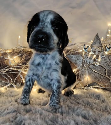 Les chiots de Cocker Spaniel Anglais