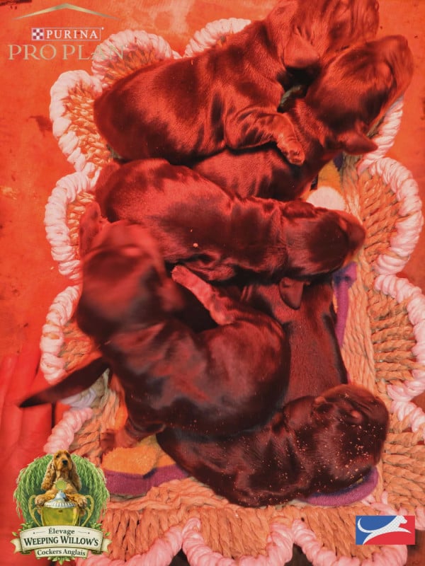 Cocker Spaniel Anglais - Weeping Willows