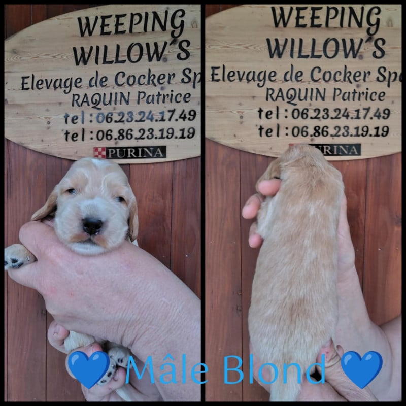 Cocker Spaniel Anglais - Weeping Willows