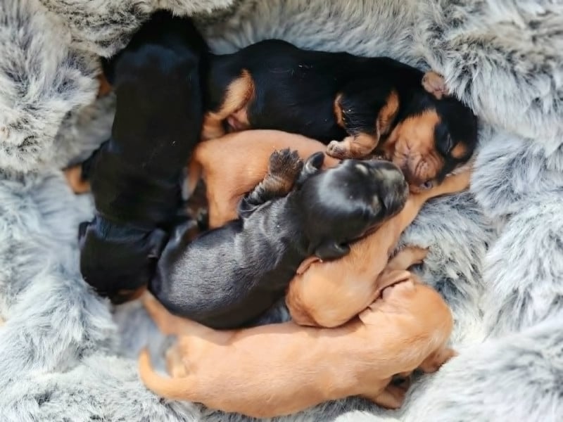 Cocker Spaniel Anglais - Weeping Willows