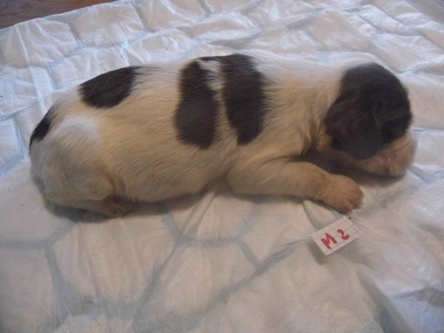Chiot N°2 - English Springer Spaniel