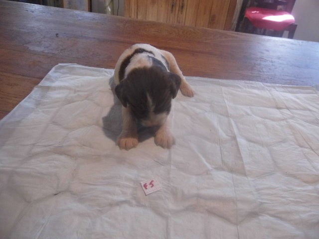 Chiot N°7 - English Springer Spaniel