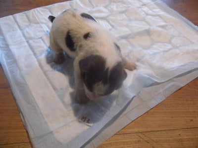 Les chiots de English Springer Spaniel