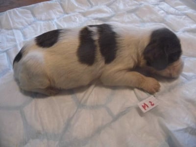 Les chiots de English Springer Spaniel