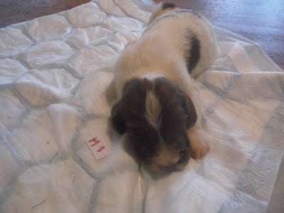 Les chiots de English Springer Spaniel