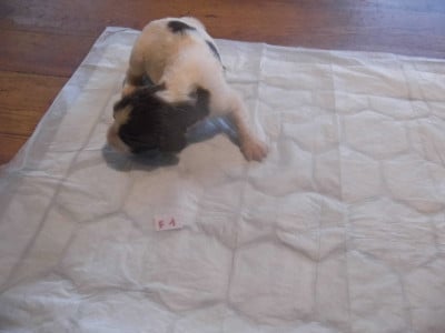 Les chiots de English Springer Spaniel