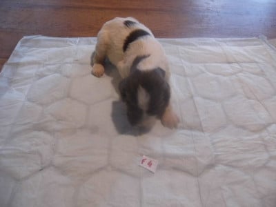 Les chiots de English Springer Spaniel