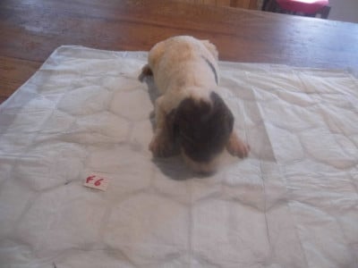 Les chiots de English Springer Spaniel