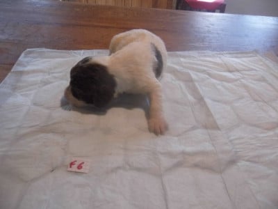Les chiots de English Springer Spaniel
