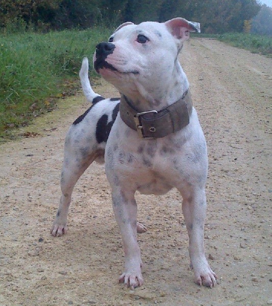 Publication : Anarchy Staffords