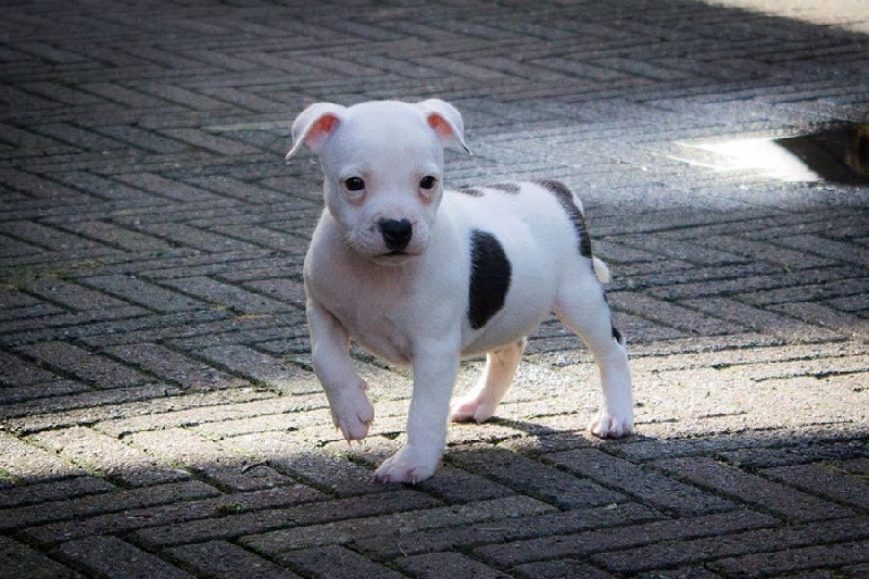 Publication : Anarchy Staffords