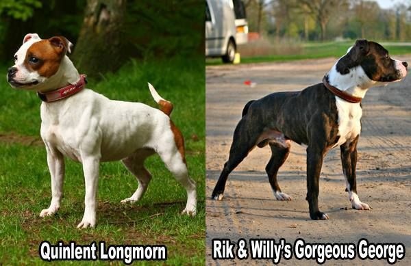 Publication : Anarchy Staffords