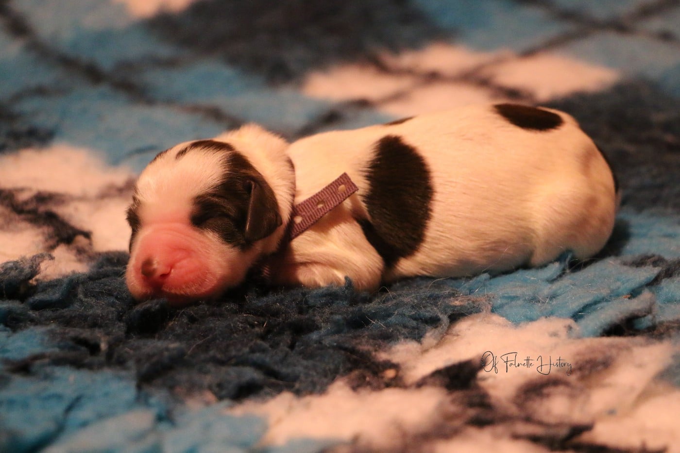 Femelle Collier Violet