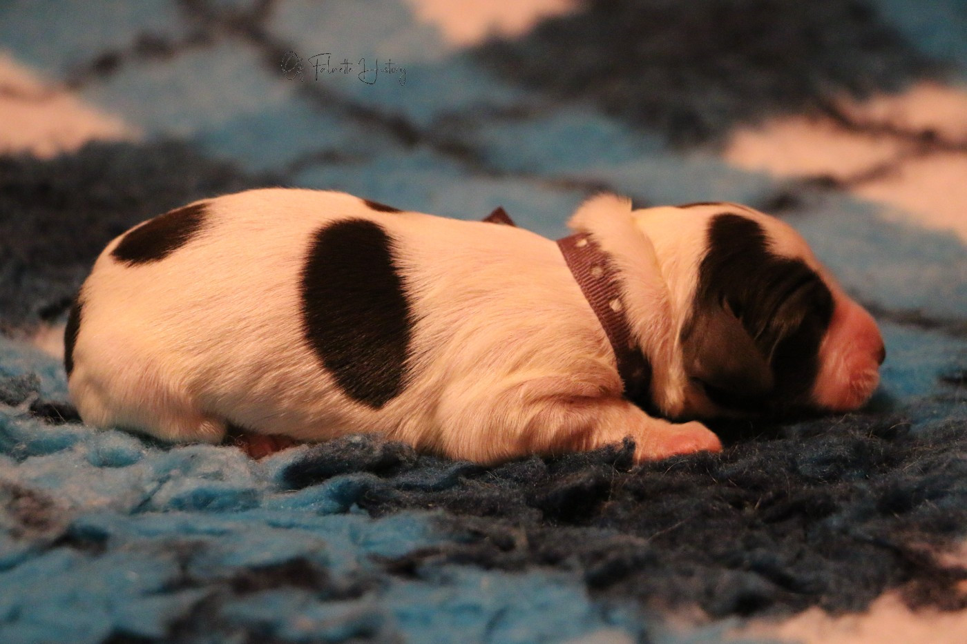 Femelle Collier Violet