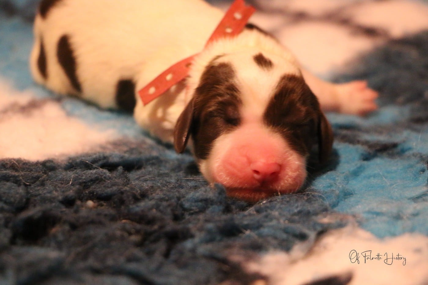 Femelle Collier Rose