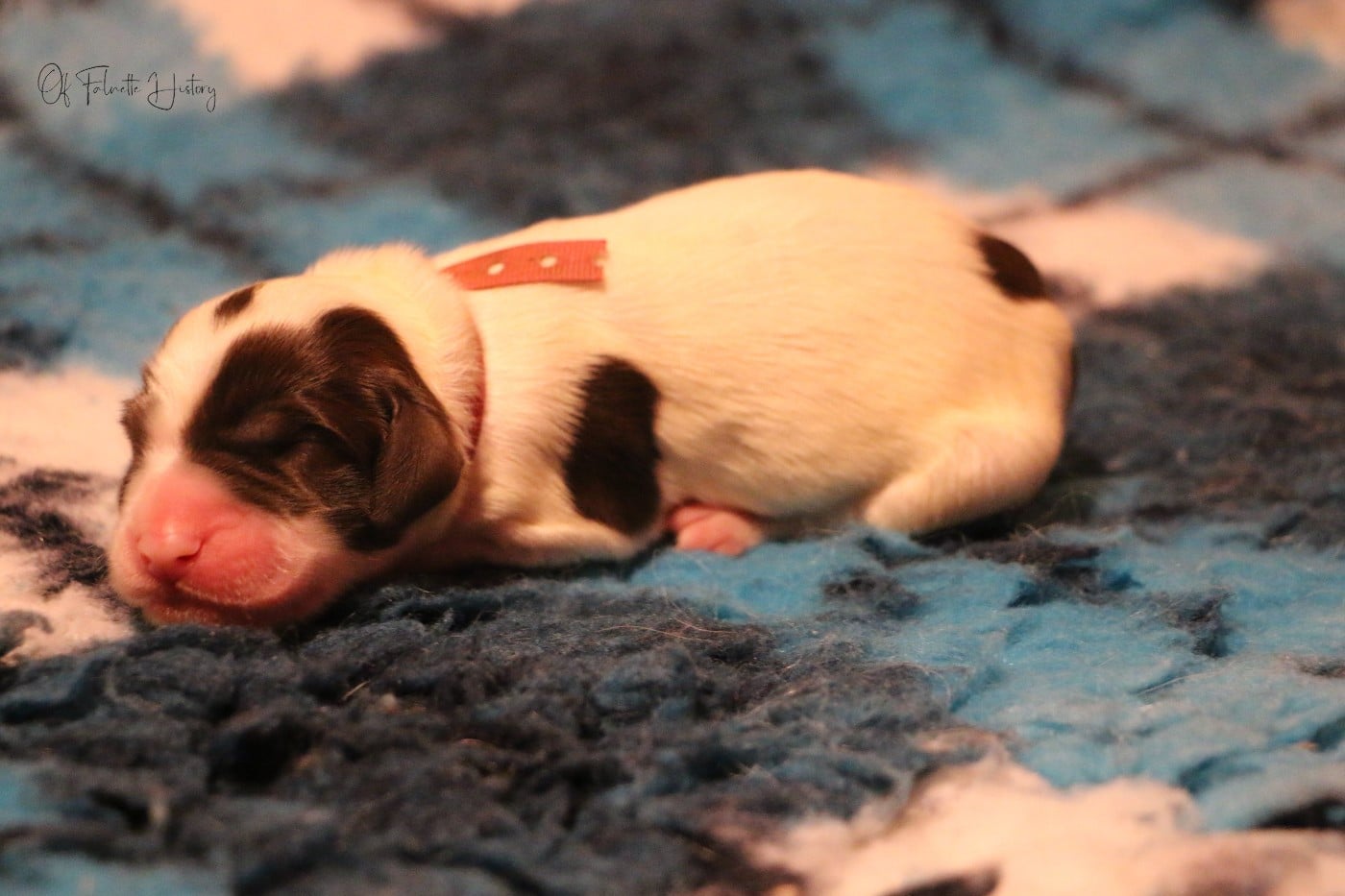 Femelle Collier Rose