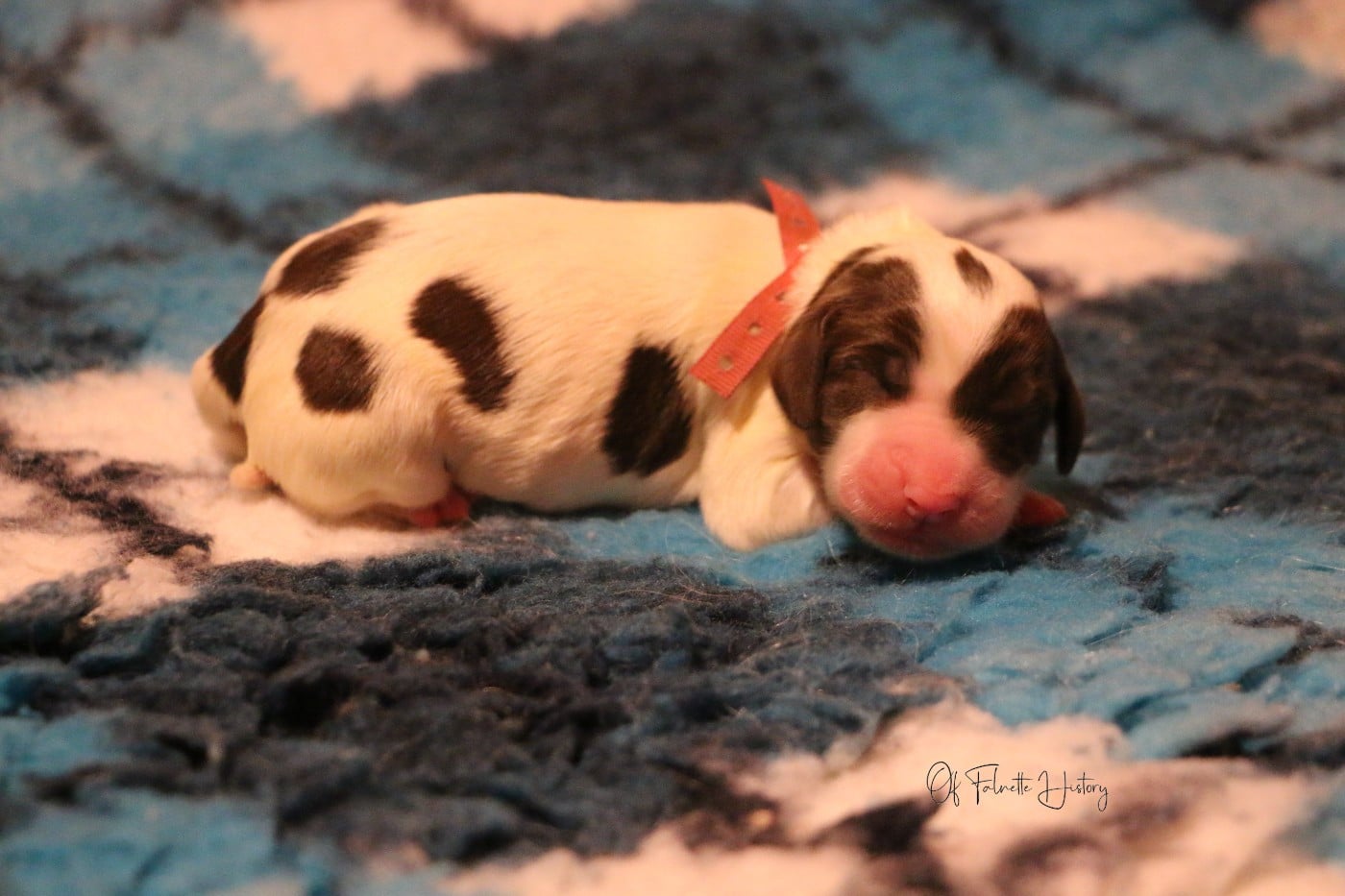 Femelle Collier Rose