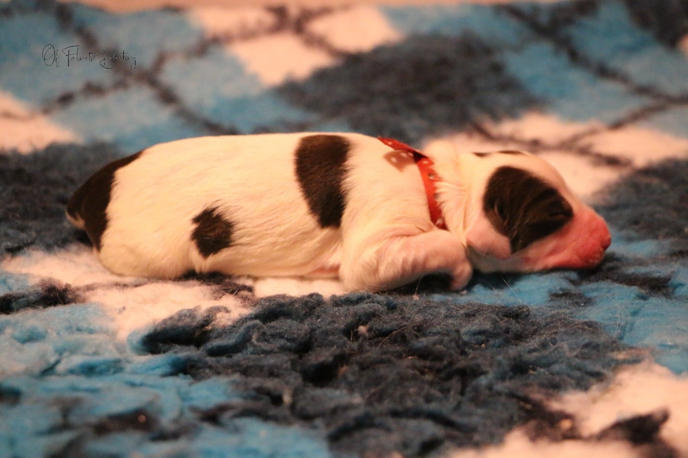 Femelle Collier Rouge