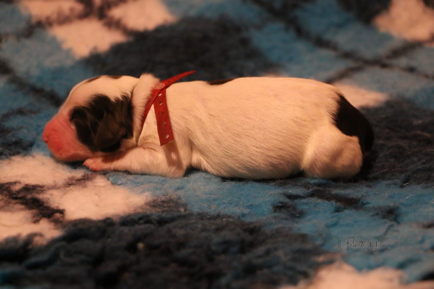 Femelle Collier Rouge