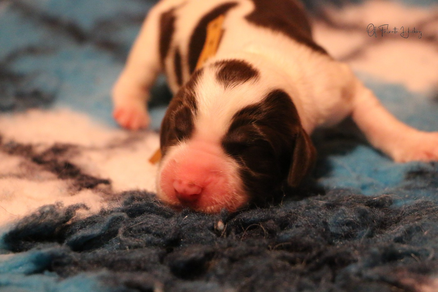 Femelle Collier Orange