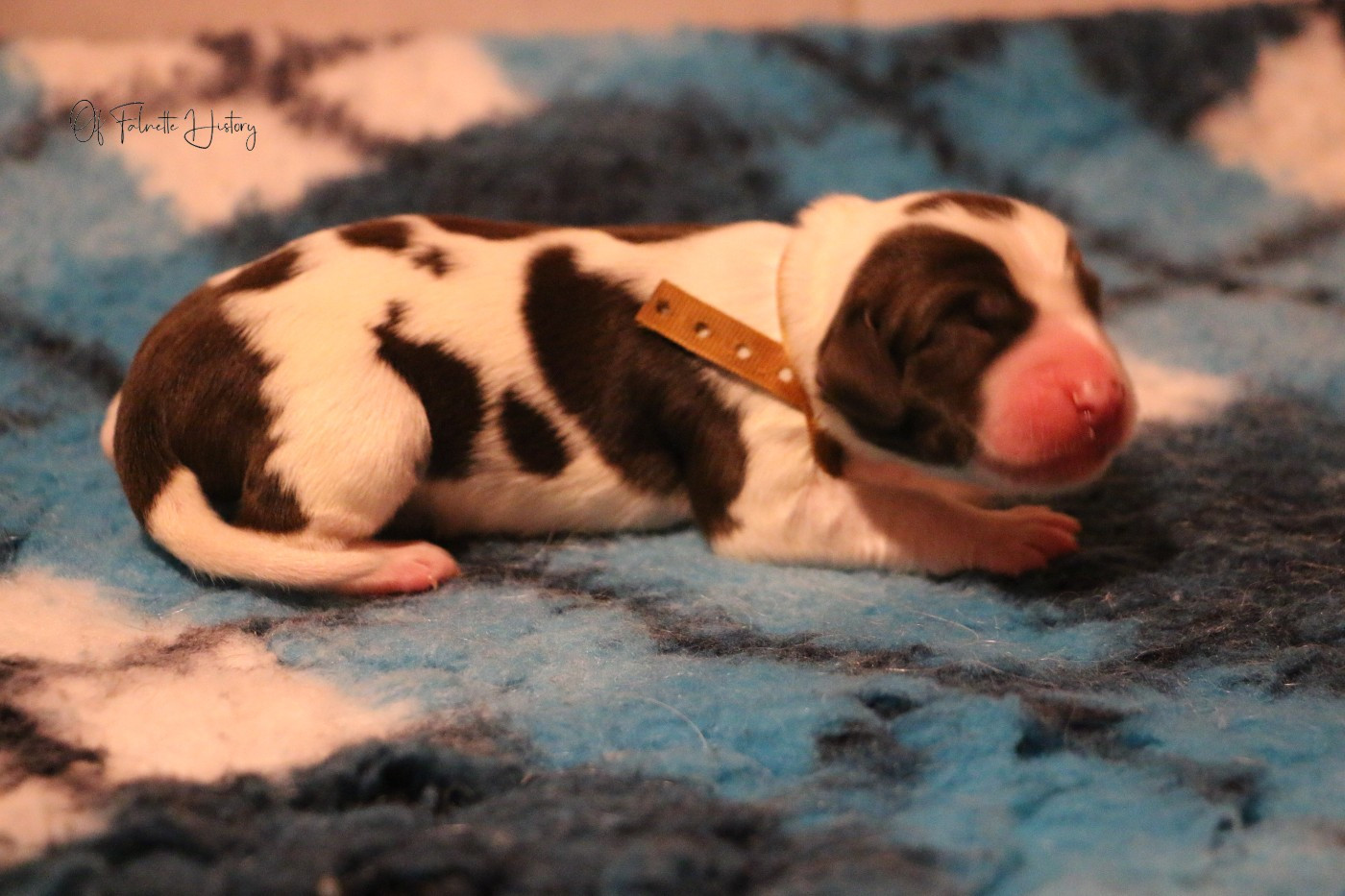 Femelle Collier Orange