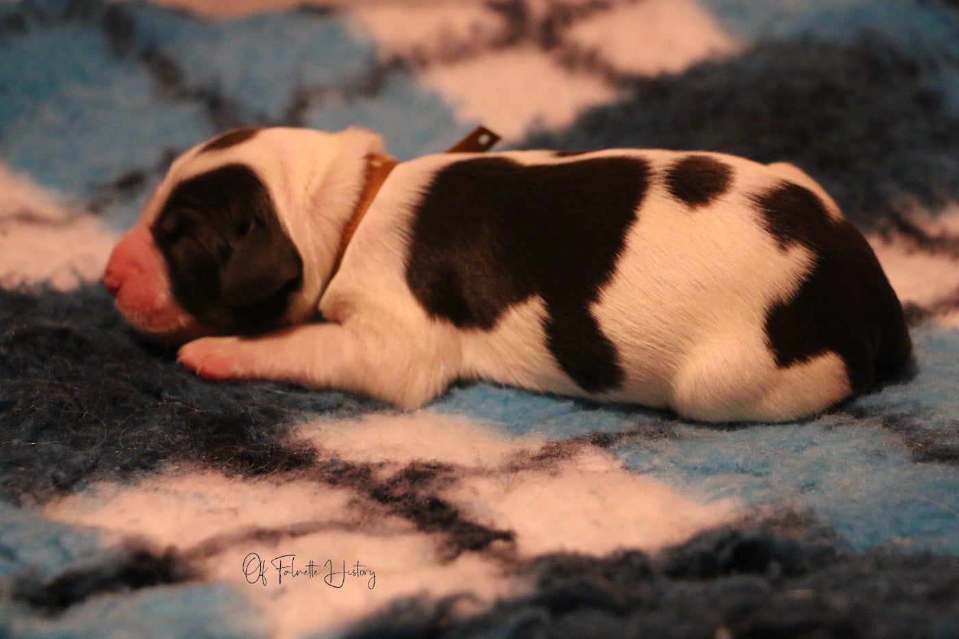 Femelle Collier Orange